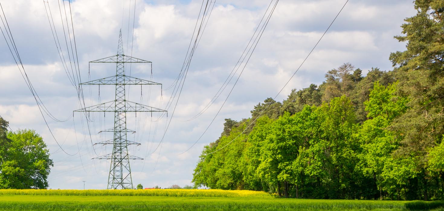 Hydro towers among trees